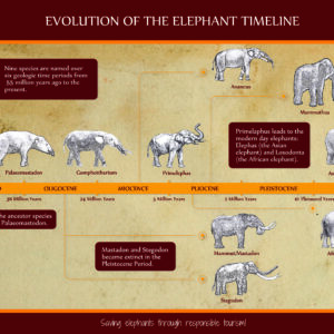 Evolution of Elephants