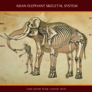 Skeletal System